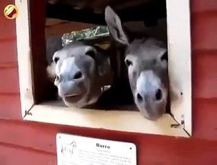 Funny Laughing Donkey