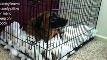 How To House Train Puppy: Crate Training A Dog