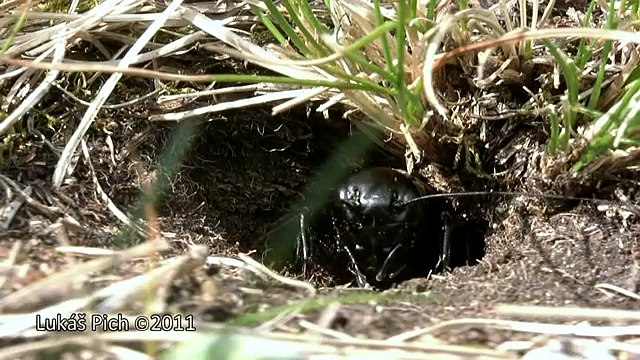 Czech Wildlife: Stepník moravský (Eresus moravicus) a cvrček polní (Gryllus campestris)