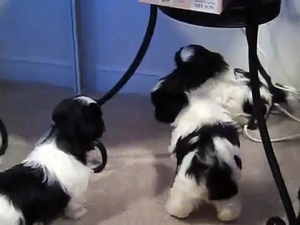 shih tzu puppies barking and playing..