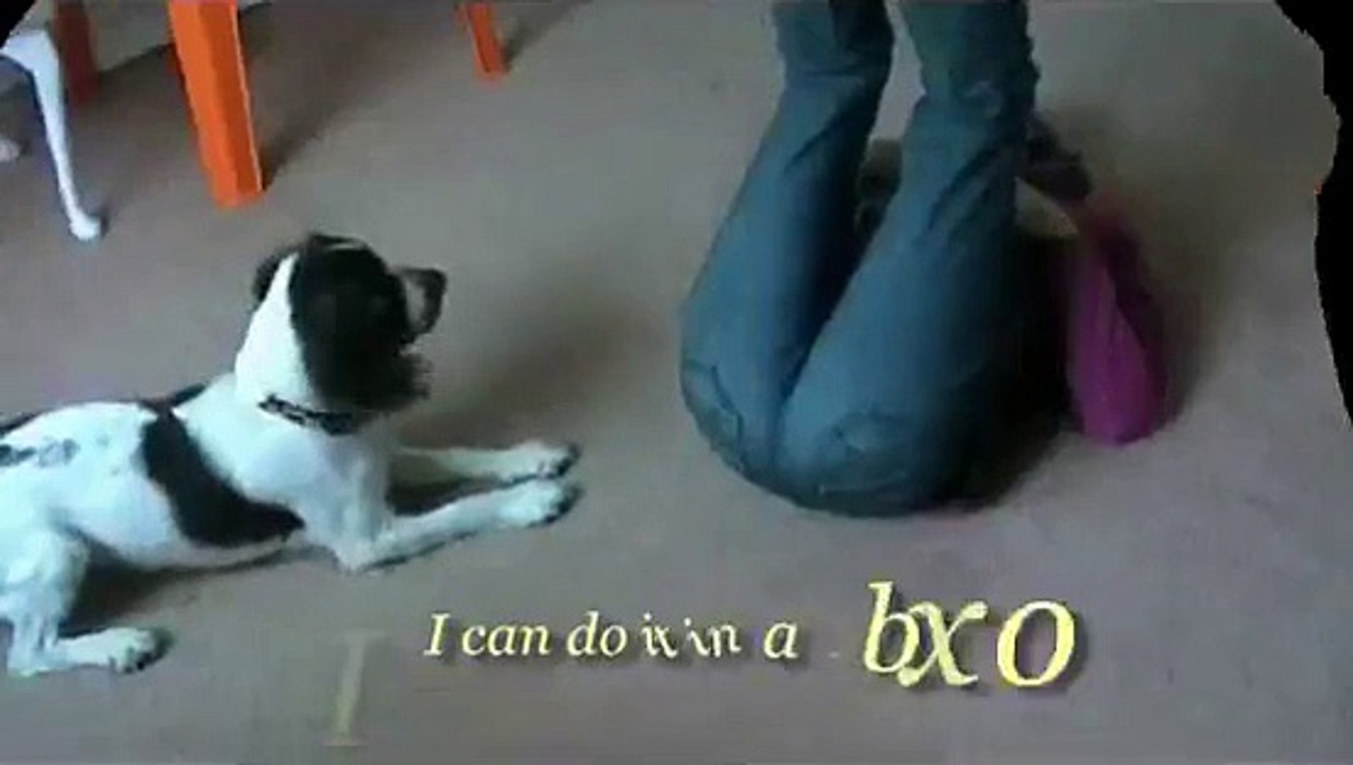 ⁣A New Kind of Dog Training Or How Susan Garrett's Puppy Peaks Changed Our Lives!