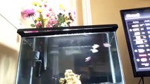 Cleaning my fish tank time lapse