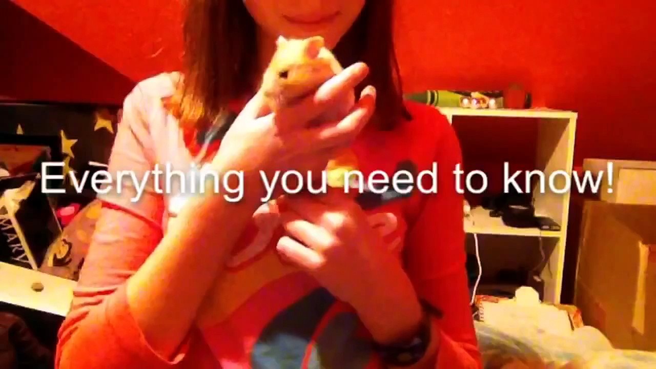 Hamsters VS Mice
