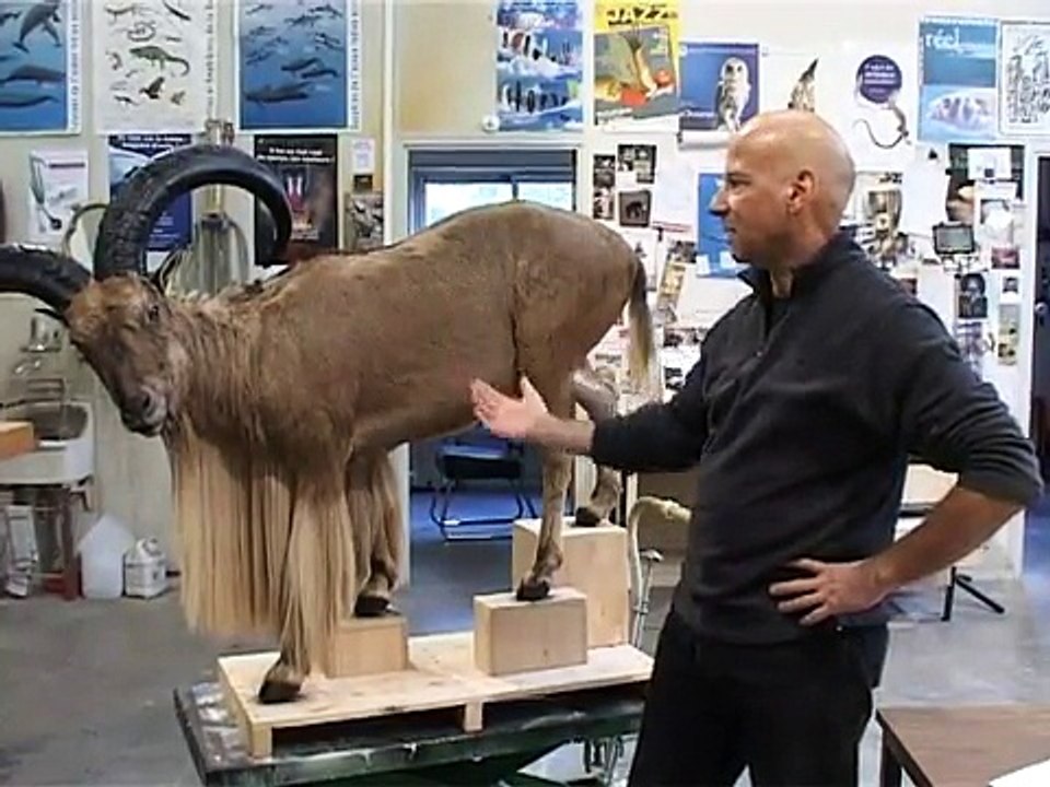 Taxidermiste : Un metier dans la peau