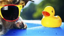 Today's Pet  - 3 Summer Safety Tips For Pet Owners!
