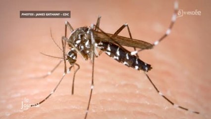 Vendée : Campagne pour éradiquer le moustique tigre