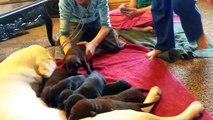 Labrador puppies only 2 weeks old