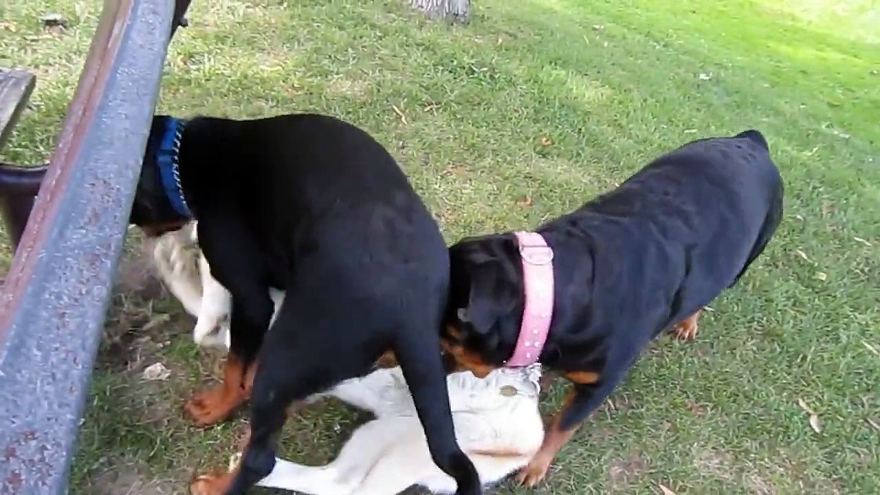 Siberian Husky Playing WIth Two Rottweilers