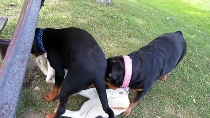 Siberian Husky Playing WIth Two Rottweilers