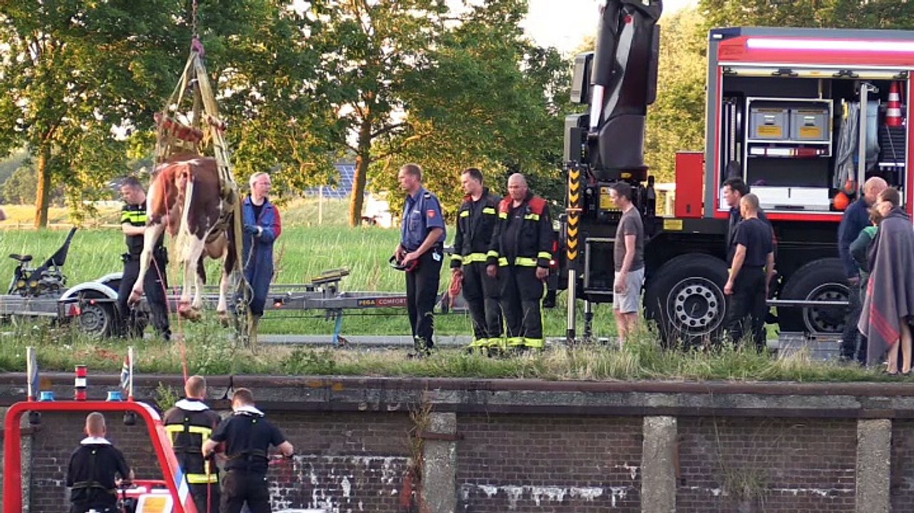 Koe probeert brandweerman op hoorns te nemen - RTV Noord