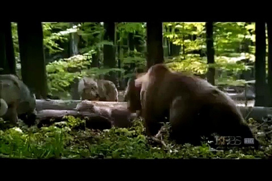 Animal Face Off - Wolf vs bear
