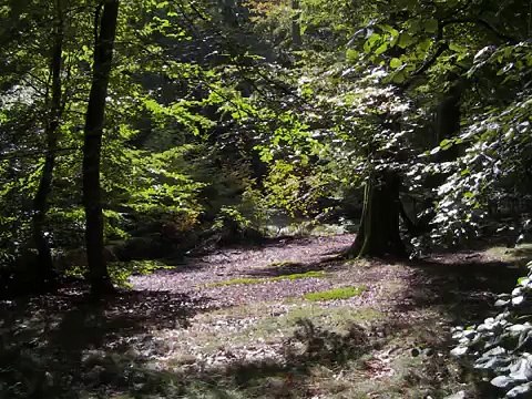 Wolfgang Amadeus Mozart - Clarinet Quintet in A Major, K581 - Bingham String Quartet