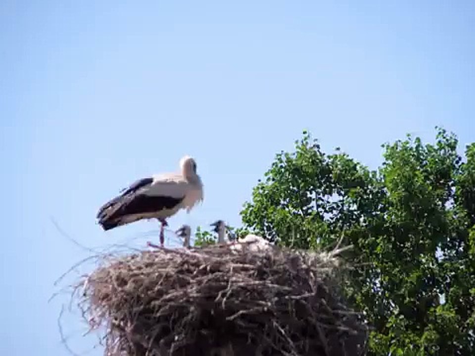 Gandras(stork)