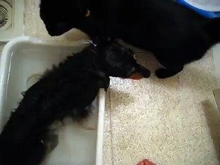 犬をシャンプー★猫が...