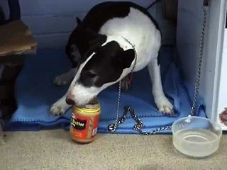 Dozer the alcoholic metal loving bull terrier