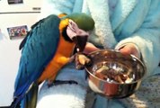 Montaz & Naomi - Baby Blue and Gold Macaw Parrot - Rainbow. Tricks, Talking, Playful