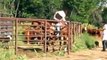 Cattle handling with horse and dogs using Bud Williams method