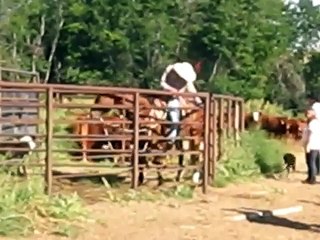 Cattle handling with horse and dogs using Bud Williams method