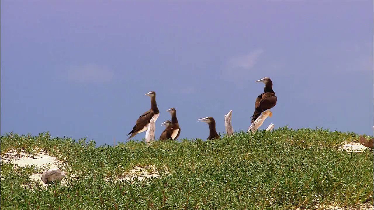 Wildlife