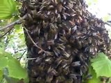 Abeilles. Danse des abeilles sur un essaim