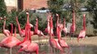 Flamingos at the National Zoo