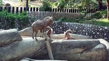 20121014高雄壽山動物園.北非髯羊Barbary sheep