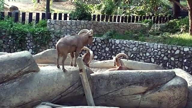 20121014高雄壽山動物園.北非髯羊Barbary sheep