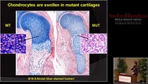 Patrick Smits, Ph.D. - Membrane Trafficking