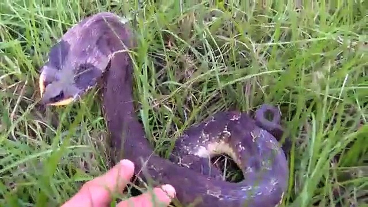 Animal Action