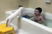 Funny videos cats  and young boy