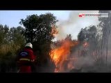 TG 20.07.15 Incendio nel bosco di Cerano di Brindisi