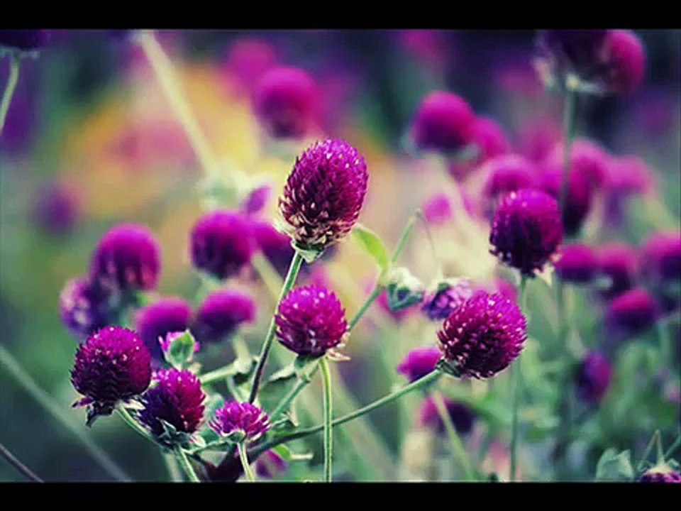 إدريس أبكر سورة الرحمن.wmv