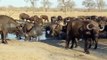 Buffalo Herd at the Nkorho Bush Lodge Waterhole (Africam Waterhole)