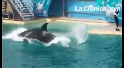 Dawn Brancheau asesinada por orca en Sea World