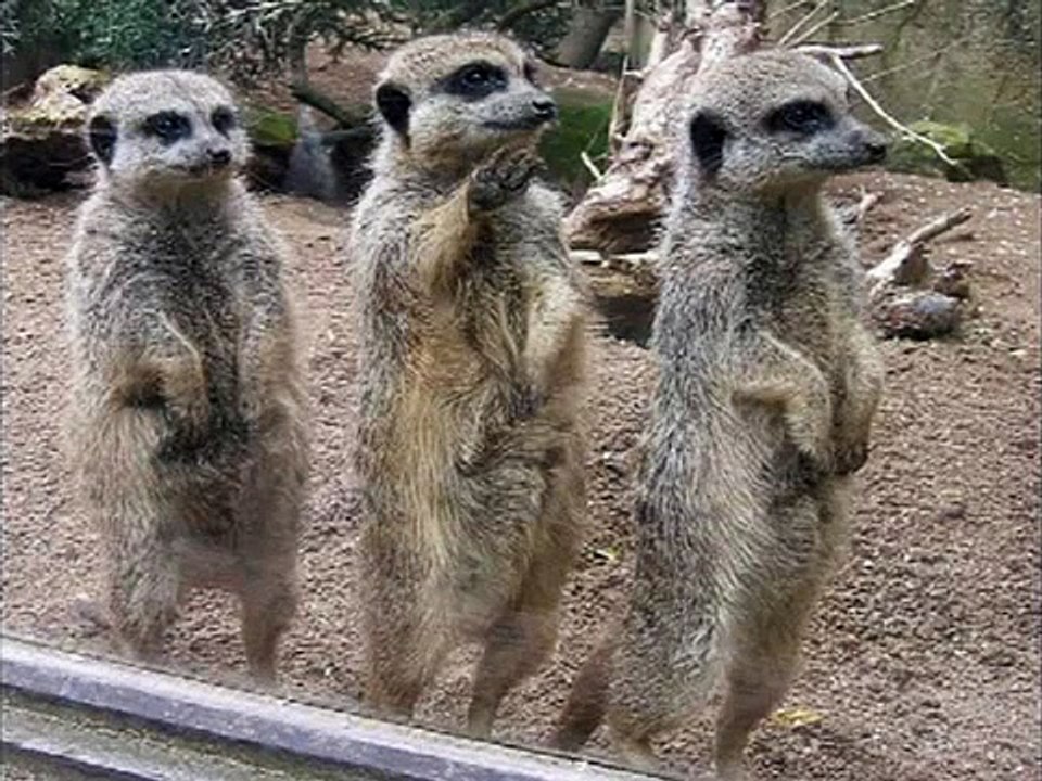 Animals That Look Like Hitler