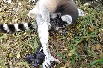Twins Born  Ring-tailed lemur  Gives Birth to Twin in Thailand 2