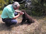 Lagotto Romagnolo  la pulizia delle orecchie