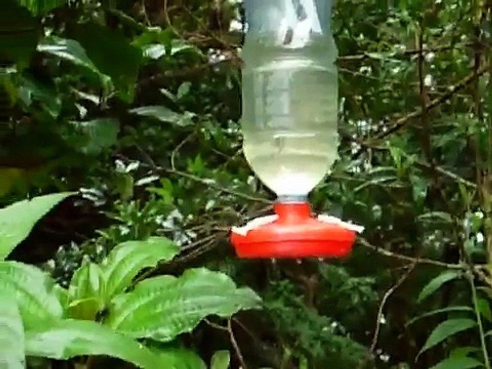 Now that's a hummingbird