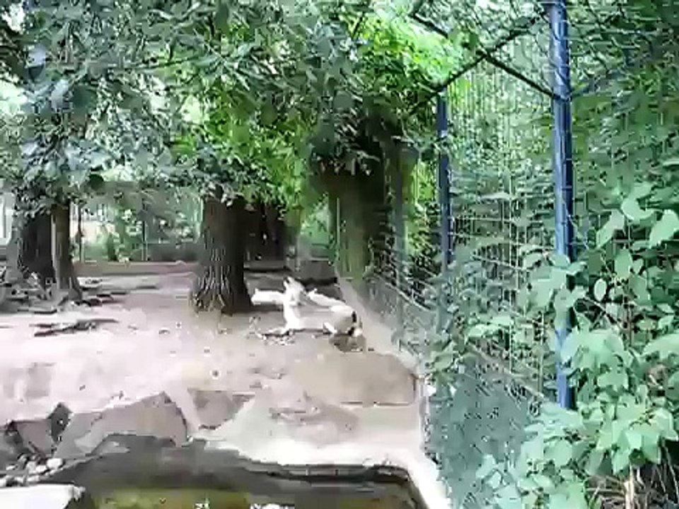Humans and Wolves howling