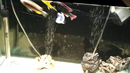 Malawi Tank Feeding