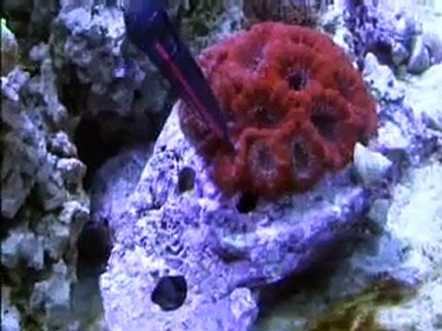 Review Sea Squirt Feeding Prong By Kent Marine Nautilus Video