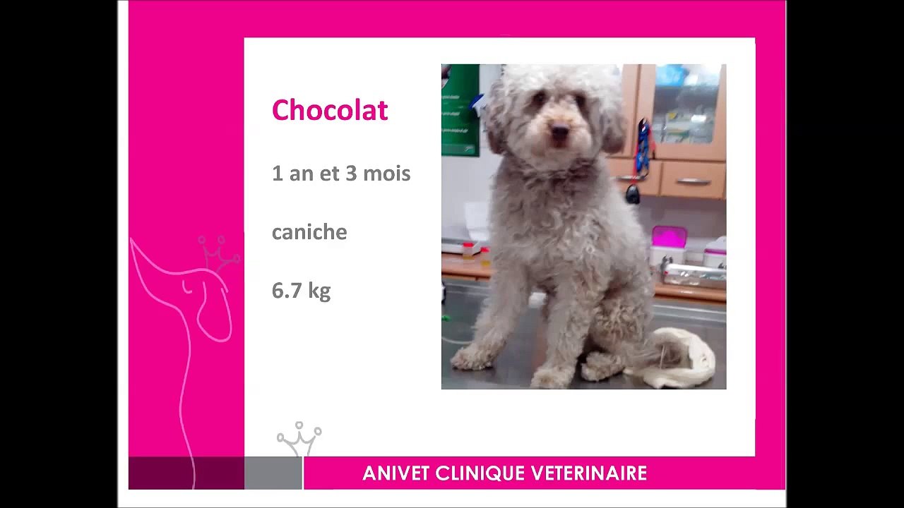 Cas de diabète insipide central chez un chien :...