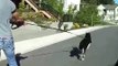 Husky Pulls Skateboarder Crazy Fast!