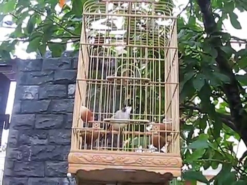 Chào mào 9 điểm Duy Hoi An (Thai Lan).avi