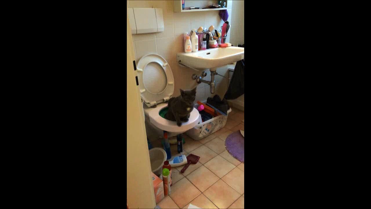chat litter kwitter