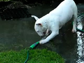 Holly wasting water