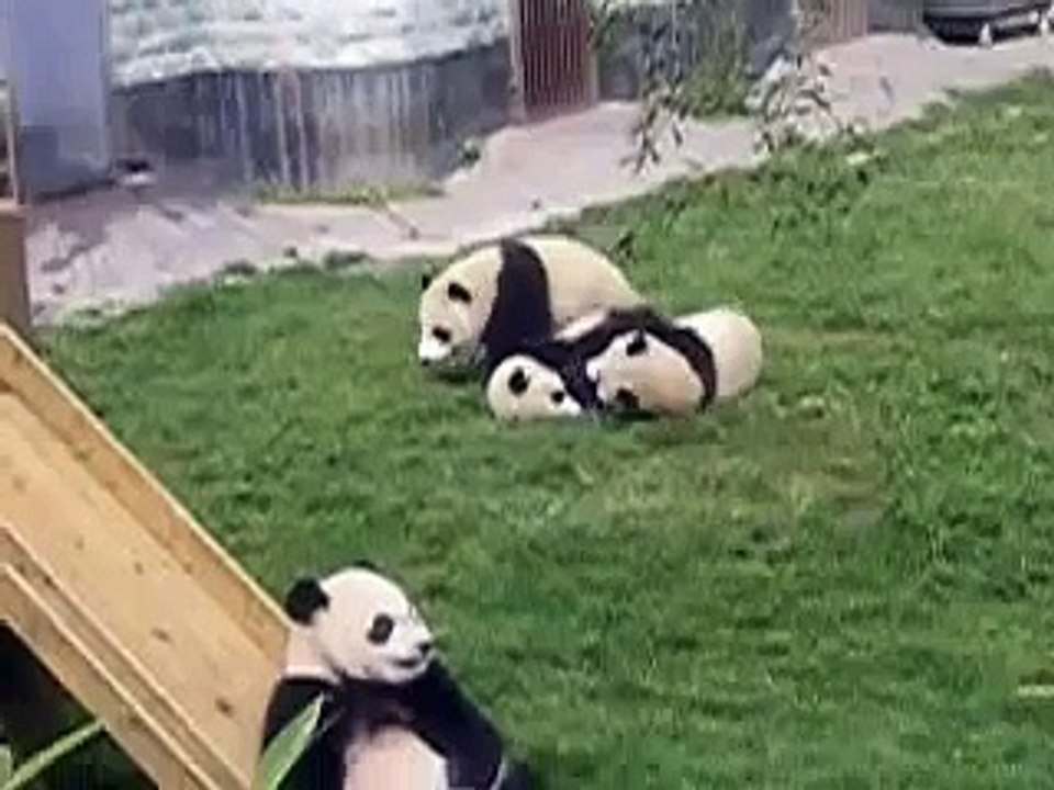 Baby Pandas Playing