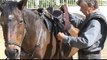How To Do A Tackaberry Cinch, Australian Stock Horse Saddle Company
