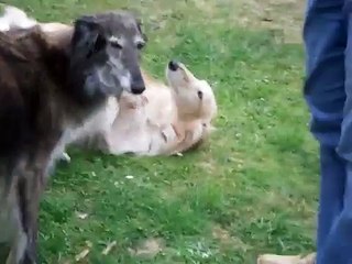 Silken Windhound puppies