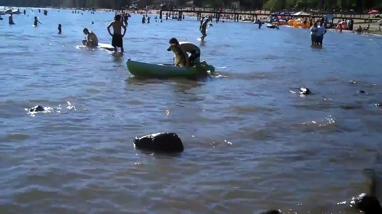 Kayak Dog